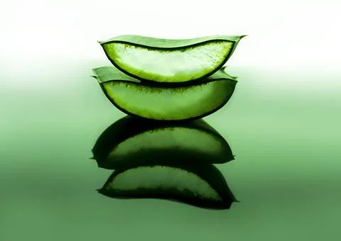 Cut aloe leaf in bright light large pieces of aloe close-up Stock Photos