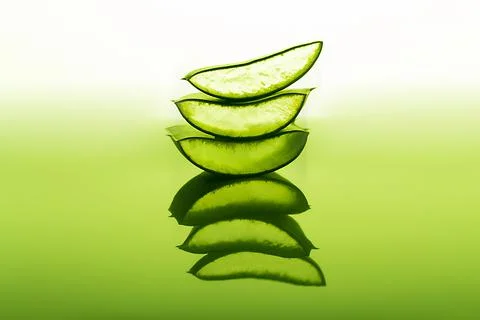 Cut aloe leaf in bright light large pieces of aloe close-up Stock Photos