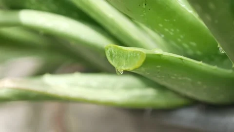 Cut aloe vera Stock Footage 139747539