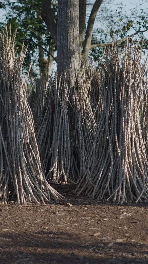 Cut and aligned tree branches standing next to the tree trunk at Long Thanh Stock Footage 279598846