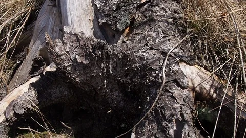 Cut and dried log in the wild Stock Footage 90527925