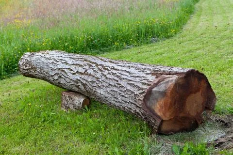 Cut and fallen walnut tree, can be used as bench Stock Photos