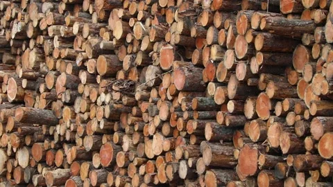 Cut and stored pine tree trunks ready for industrial processing Stock Footage 209182525