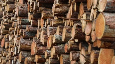 Cut and stored pine tree trunks ready for industrial processing Stock Footage 209182551