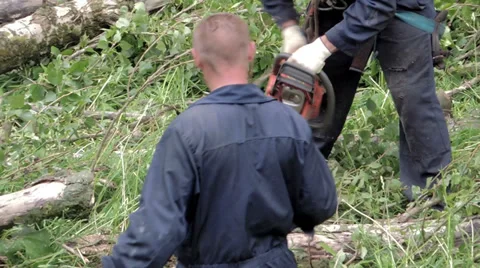 Cut away branches Video stock 39306756