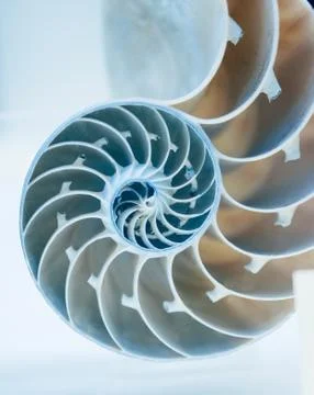 Cut away of nautilus shell Stock Photos
