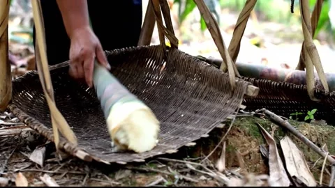 Cut bamboo shoots Stock Footage 235134401