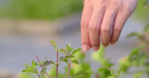 Cut the basil flowers to make the basil plants produce more leaves. Stock Footage 239363377