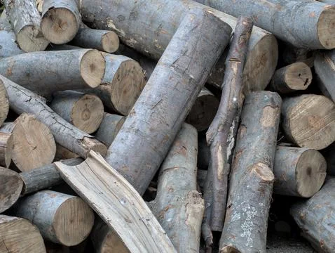 Cut beech tree stacked in a pile. Preparation for the winter heating season Stock Photos