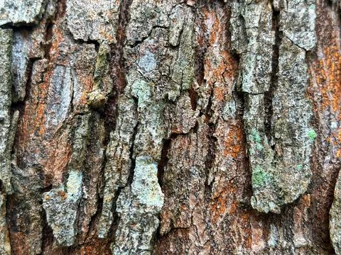 Cut the beef Stock Photos