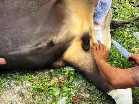 Cut the beef Stock Photos