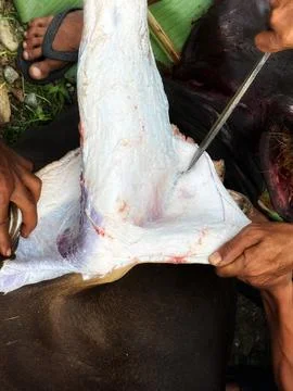 Cut the beef Stock Photos