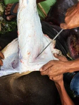 Cut the beef Stock Photos