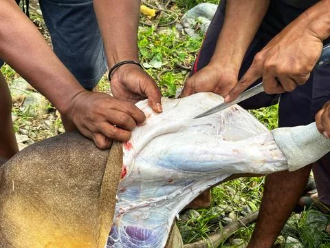 Cut the beef Stock Photos