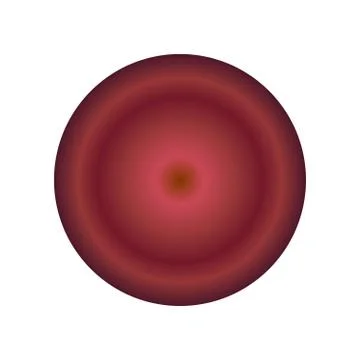 Cut beet round slice close up isolated on white background Stock Illustration