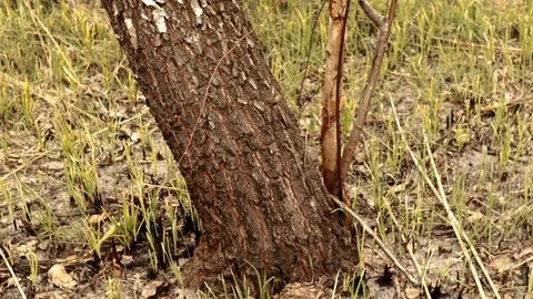 Cut birch tree with a mechanical saw Stock Footage 128911469