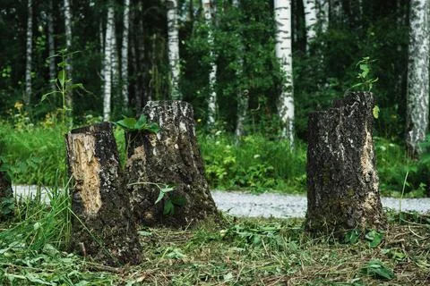 Cut birches in the forest. Environmental damage Stock Photos