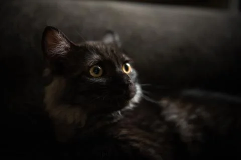 Cut black cat 写真素材