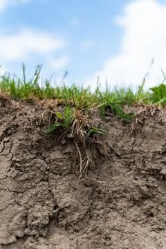 Cut of black earth is close, the layer of grass from with roots above Stock Photos