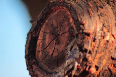 Cut branch of cherry tree Stock Photos