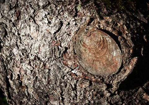 Cut branch on tree trunk Stock Photos