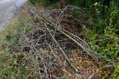 Cut branches among roadside vegetation Foto stock