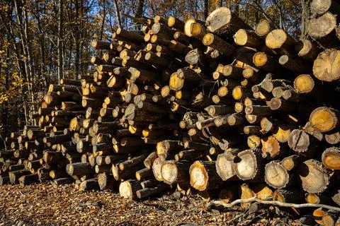 Cut branches are piled up for lighting the furnace Stock Photos