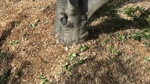 Cut branches falling down next to olive tree. Stock Footage 165569209