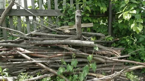 Cut branches Stock Footage 11906585