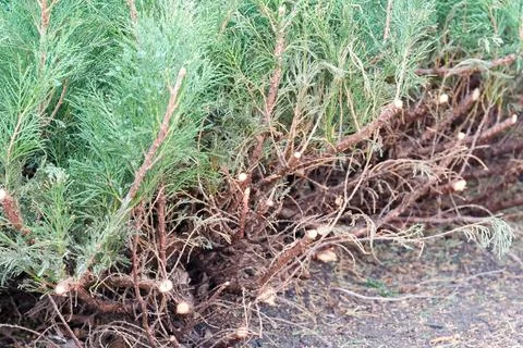 Cut branches of a juniper. Gardening work, no people Stock Photos