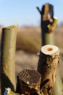 Cut branches Stock Photos