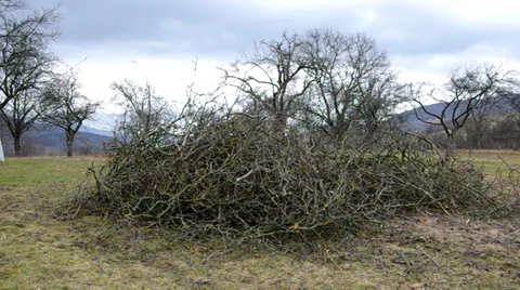Cut off the branches of trees in the orchard. Stock Footage 35526736