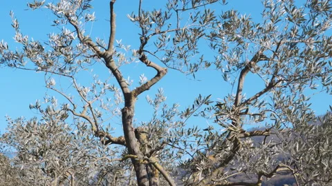 Cut branches under the olive trees, working process on agriculture plantation in Stock Footage 229945826