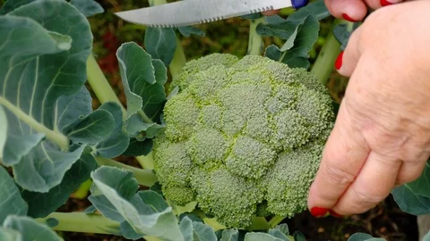 Cut broccoli in the garden Stock Footage 98459472
