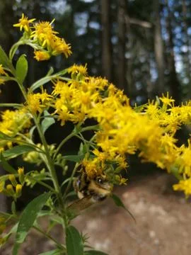 Cut  bumblebee Stock Photos