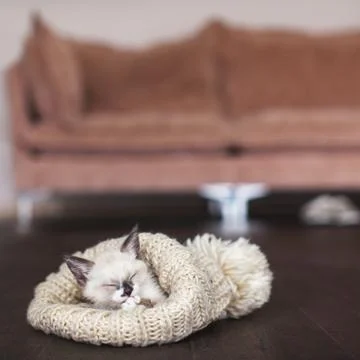 Cut cat sleep in knitted hat Stock Photos