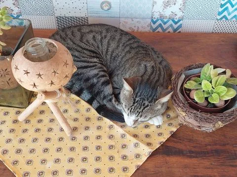 Cut cat sleeping on a beautiful table and cool background Stock Photos