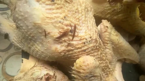 Cut chicken Stock Footage 169492756