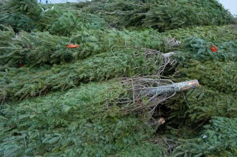 Cut christmas trees Stock Photos