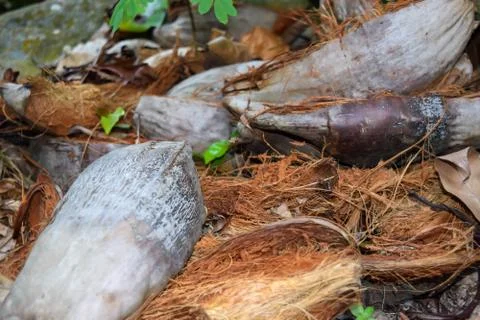Cut up Coconut Shell on the Ground Stock Photos