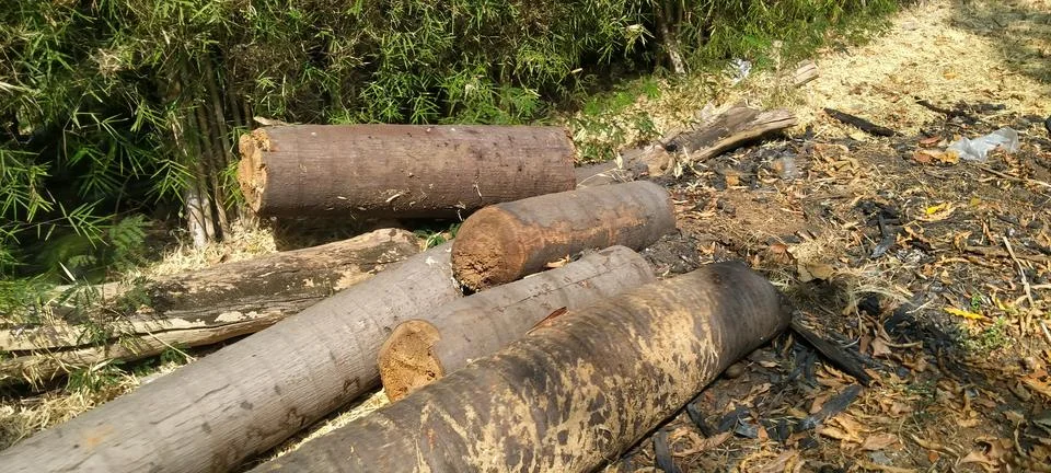 Cut Coconut Tree Trunk Sections Stock Photos