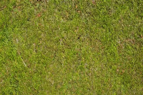 Cut conifer hedge Stock Photos
