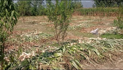 Cut corn maize stalks with cobs spread on ground for sun drying in farmland Stock Footage 346540221