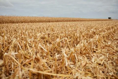 Cut corn stubble and chaff in an autumn field Foto stock