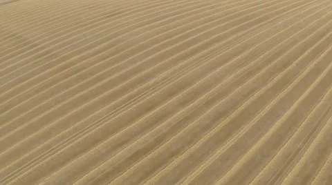 Cut Cornfield From The Air Stock Footage 40348641