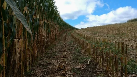 Cut cornfield Video stock 97184543