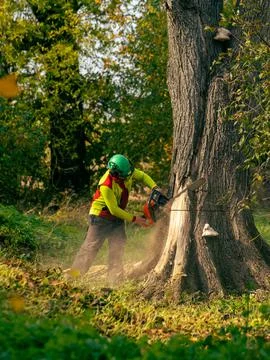 Cut to cut down a large dead tree Stock Photos