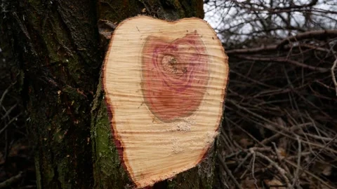 Cut of a cut tree. Growth rings are visible on fresh zraz. Stock Footage 317750122