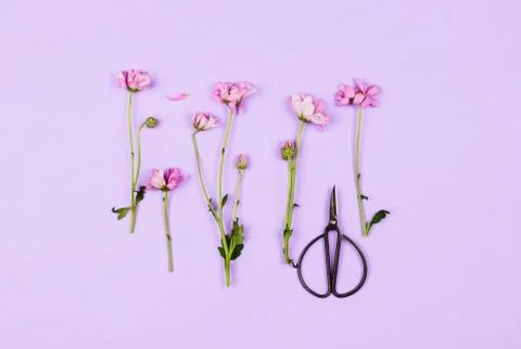 Cut daisies on violet background with scissors, flatlay Stock-Fotos