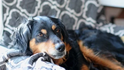 Cut dog lying on a chair blinking in slow motion Stock Footage 235756701